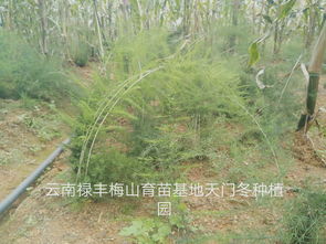 云南禄丰梅山中药材种植专业合作社 以生态与科技赋能道地药材种植