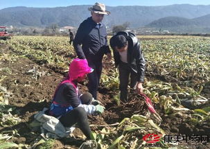 小中甸镇走访中药材种植基地，多措并举助力秋季收果
