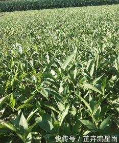 旱半夏种植迎黄金期 亩效益过万，二十年高位价格催生产业热潮