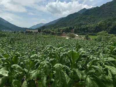 黄金叶铺就致富路——中药材种植的振兴图景