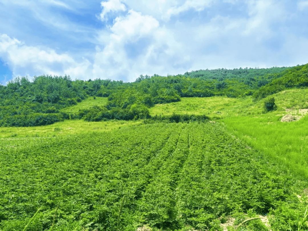 武山县杨河镇 林下生金富农兴 药材飘香产业旺